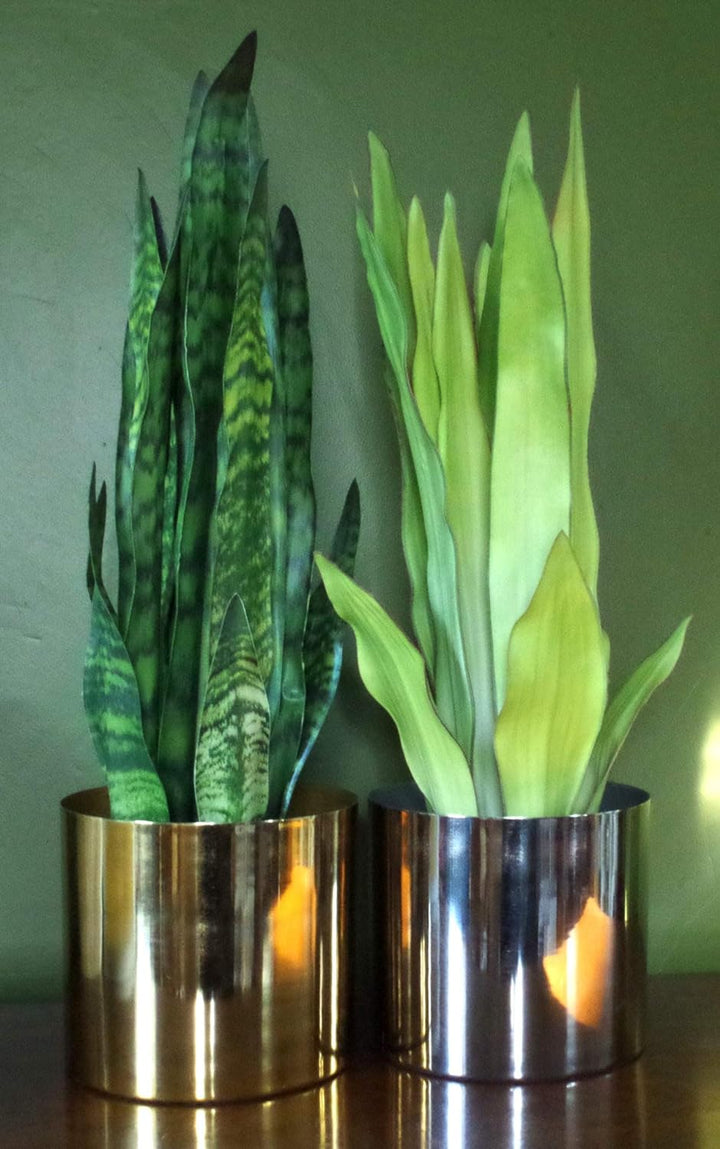 Leaf Kunstpflanze, Blätter, 70 cm, Kunststoff, Zeylanica Sansevieria Zeylanica Sansevieria 70 cm, Ze