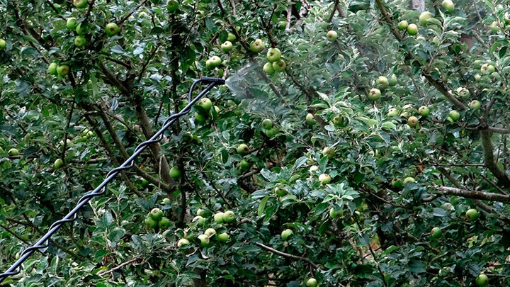 Teleskoplanze - Hohe Lanze - 3,2 m hoch - aus Fiberglas - passend für die meisten Sprühgeräte - idea