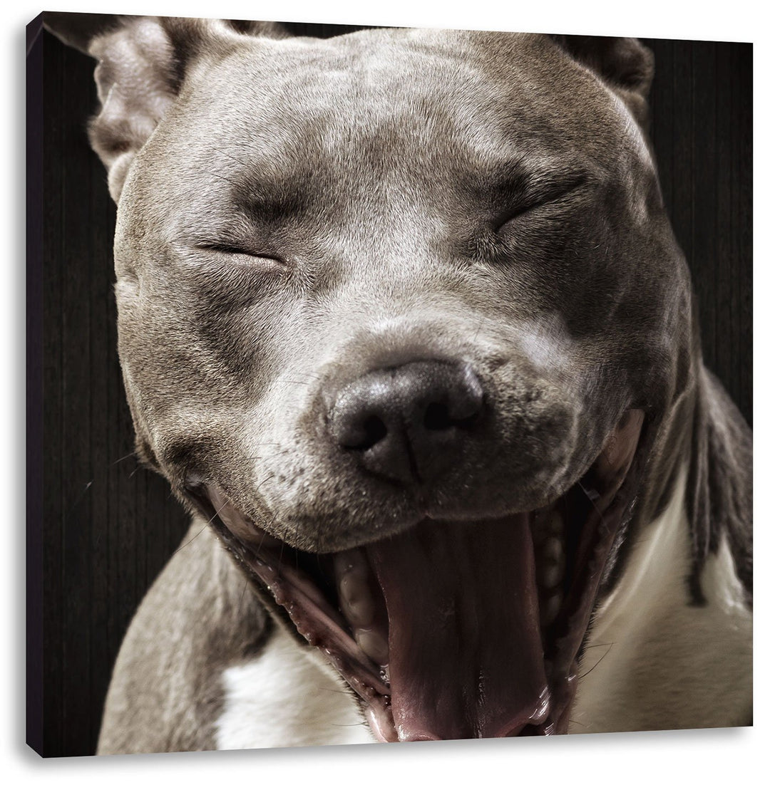 Lachender Pitbull, Format: 70x70 auf Leinwand, XXL riesige Bilder fertig gerahmt mit Keilrahmen, Kun