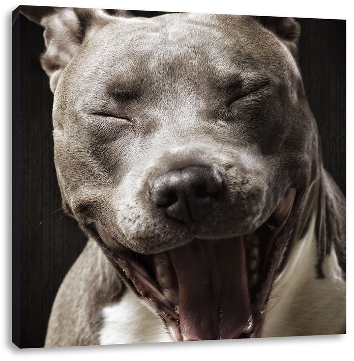 Lachender Pitbull, Format: 70x70 auf Leinwand, XXL riesige Bilder fertig gerahmt mit Keilrahmen, Kun