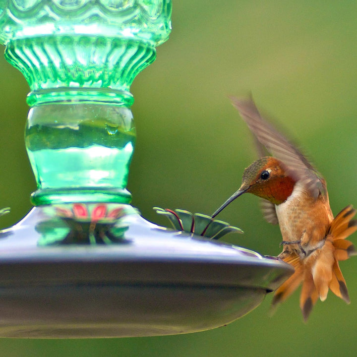 Perky-Pet 8108-1SR Antike Glasflasche Kolibri-Futterstation – Outdoor-Gartendekoration – 284 ml Gree