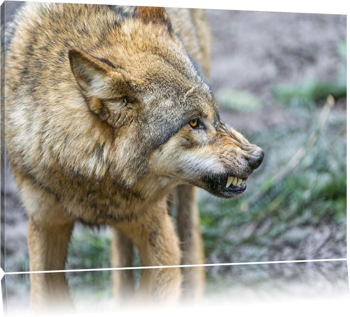 Pixxprint knurrender Wolf auf Leinwand, XXL riesige Bilder fertig gerahmt mit Keilrahmen, Kunstdruck