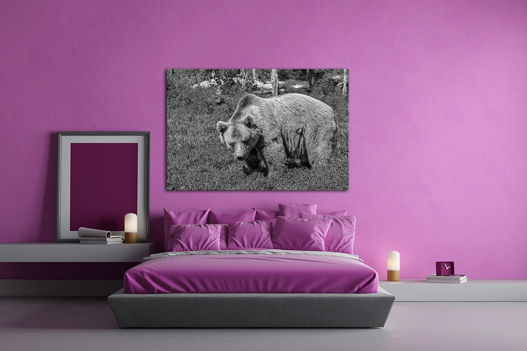 grosser Braunbär in der Natur Effekt: Schwarz/Weiss im Format: 80x60 als Leinwandbild, Motiv fertig