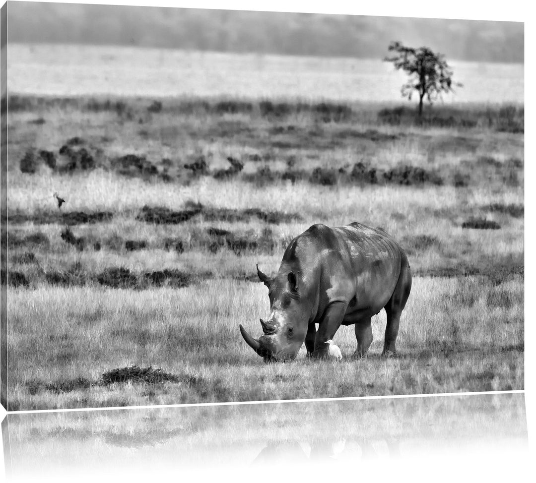 Pixxprint grosses Nashorn beim Fressen / 100x70cm Leinwandbild bespannt auf Holzrahmen/Wandbild Kuns