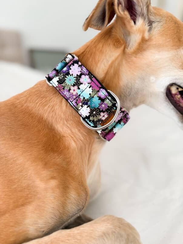 Click Hundehalsband, Liberty Freiheit Ancho 4 cm (30-55cm contorno), Freiheit Ancho 4 cm (30-55cm co