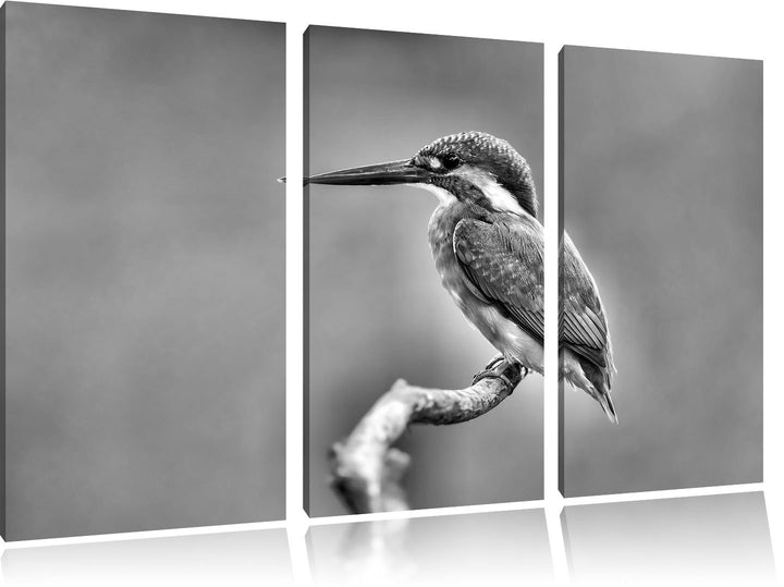 Pixxprint Kleiner Eisvogel / 3-Teilig/Gesamtmass 120cm Leinwandbild bespannt auf Holzrahmen/Wandbild