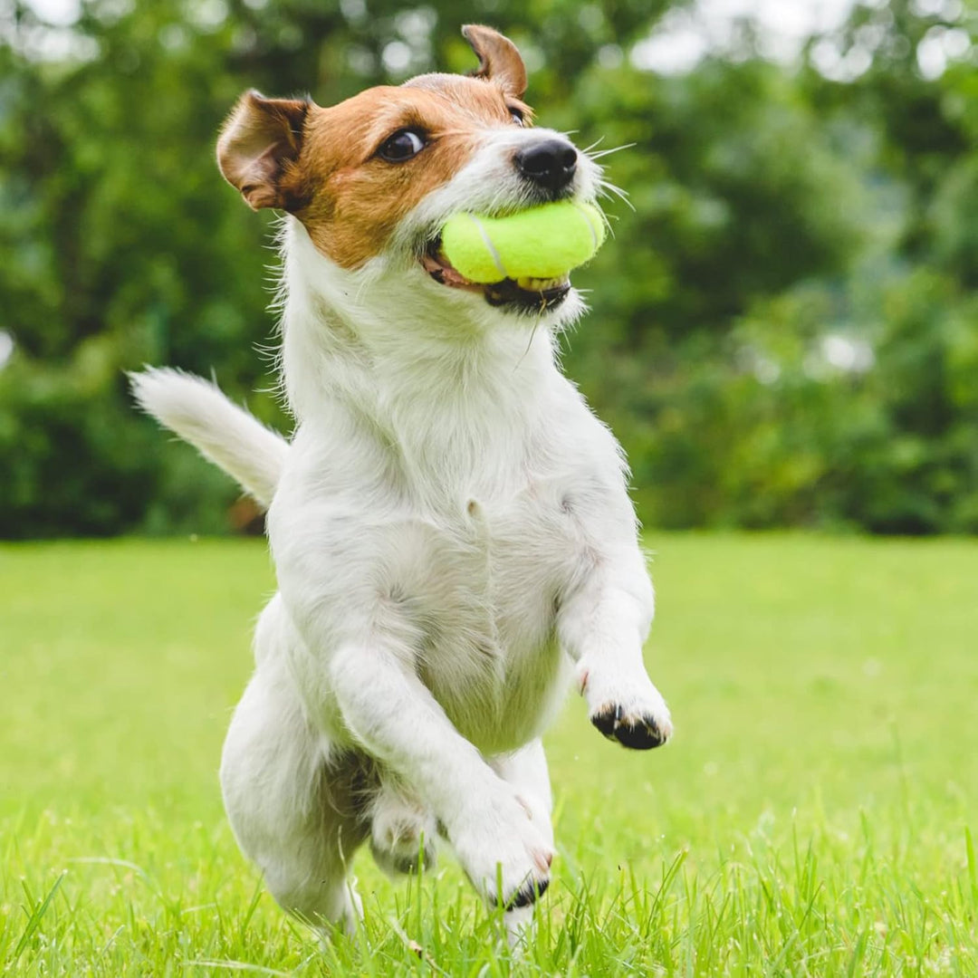 Vinsot 24 Pack Tennis Balls Playing Balls Tennis Practice Balls Training Tennis Balls for Beginner P