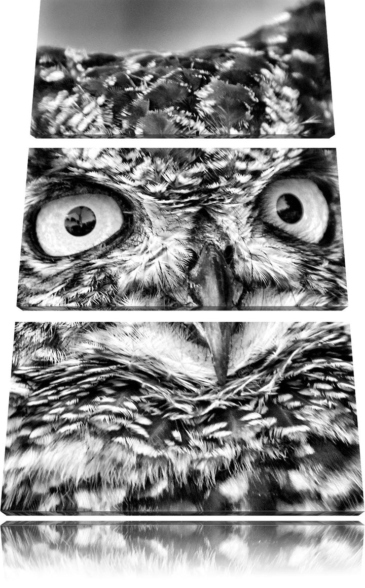 Pixxprint hübsche Waldohreule als Leinwandbild/Grösse: 3 Teilig (120x80) cm/Wandbild/Kunstdruck/fert