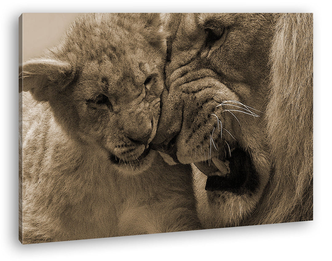 deyoli wilde Löwen Format: 80x60 Effekt: Sepia als Leinwandbild, Motiv fertig gerahmt auf Echtholzra