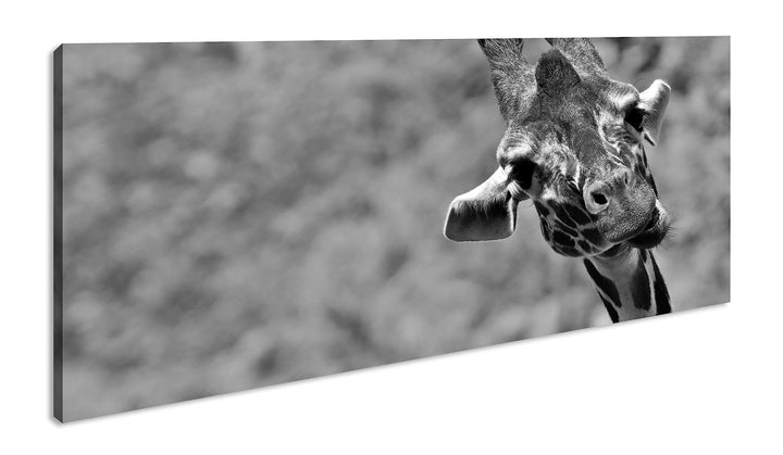lustige Giraffe Panorama 120x60 cm Effekt: Schwarz/Weiss als Leinwandbild, Motiv fertig gerahmt auf