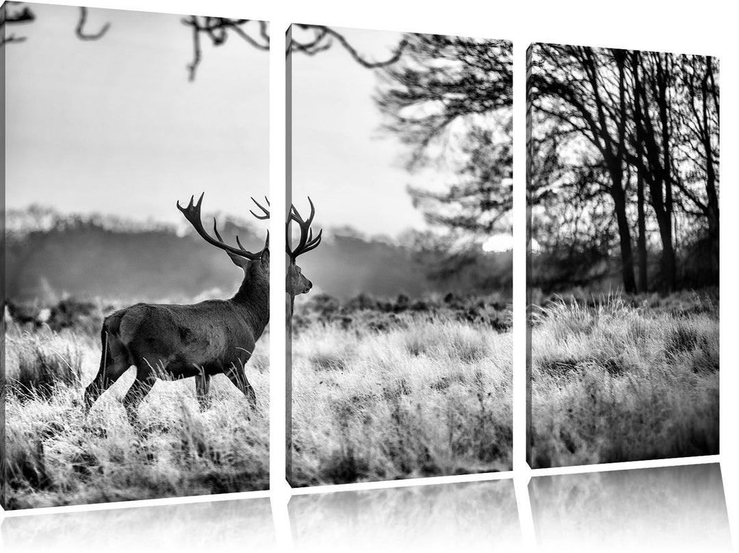 Pixxprint Hirsch im Sonnenuntergang als Leinwandbild/Grösse: 3 Teilig (120x80) cm/Wandbild/Kunstdruc