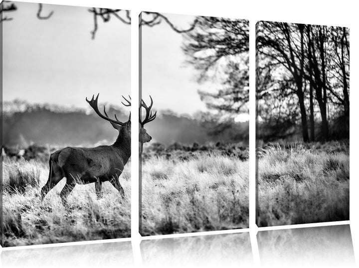 Pixxprint Hirsch im Sonnenuntergang als Leinwandbild/Grösse: 3 Teilig (120x80) cm/Wandbild/Kunstdruc