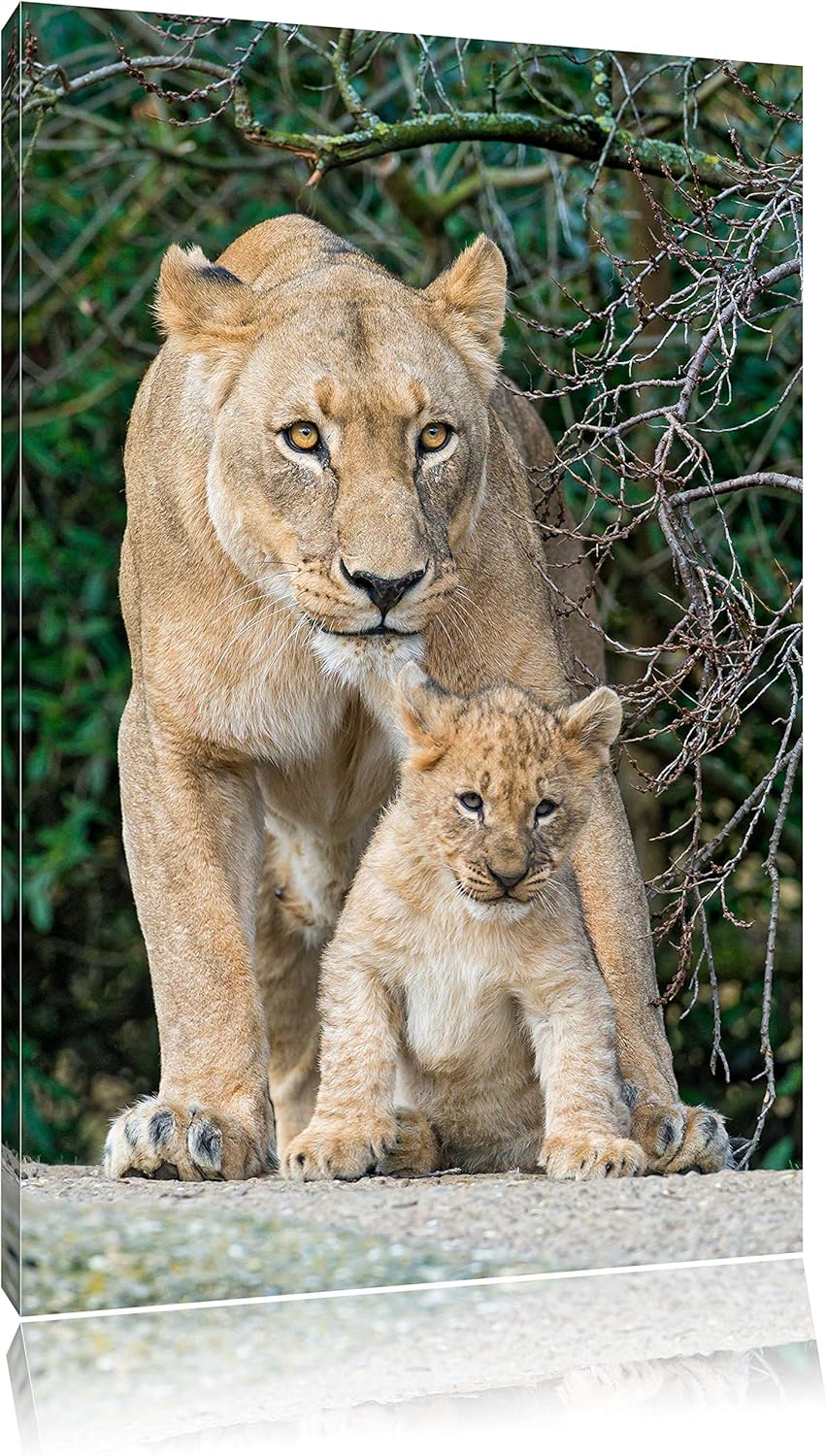 Pixxprint Löwin mit Jungtier auf Leinwand, XXL riesige Bilder fertig gerahmt mit Keilrahmen, Kunstdr