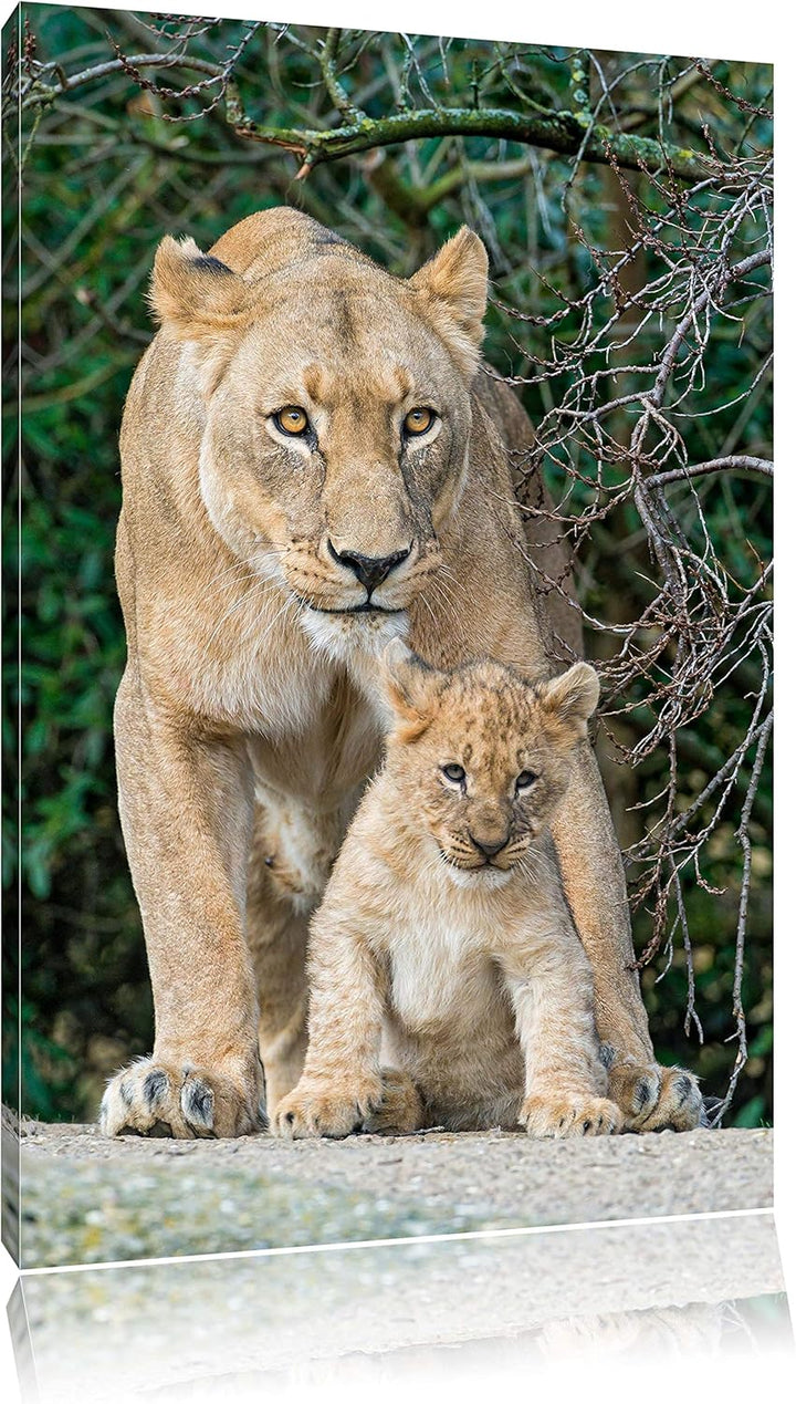 Pixxprint Löwin mit Jungtier auf Leinwand, XXL riesige Bilder fertig gerahmt mit Keilrahmen, Kunstdr