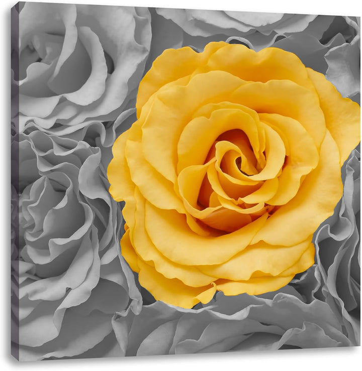 Pixxprint gelbe Rose im Rosenmeer als Leinwandbild/Grösse: 70x70 cm/Wandbild/Kunstdruck/fertig bespa