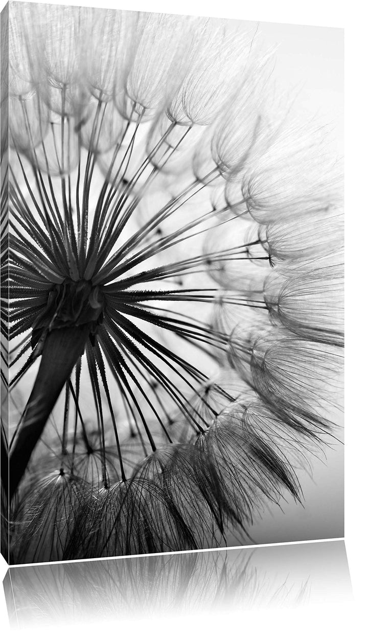 Pixxprint Schöne Pusteblume Schwarz/Weiss, Format: 100x70 auf Leinwand, 100x70