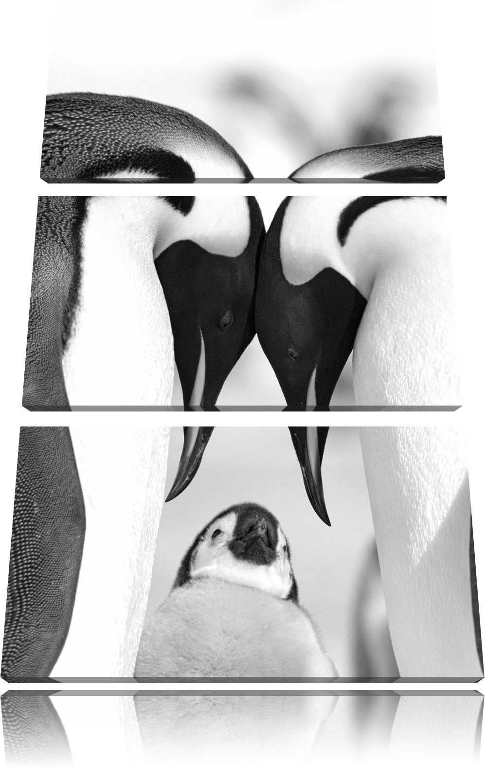 Pixxprint Kaiserpiguinpärchen Liebe als Leinwandbild/Grösse: 3 Teilig (120x80) cm/Wandbild/Kunstdruc