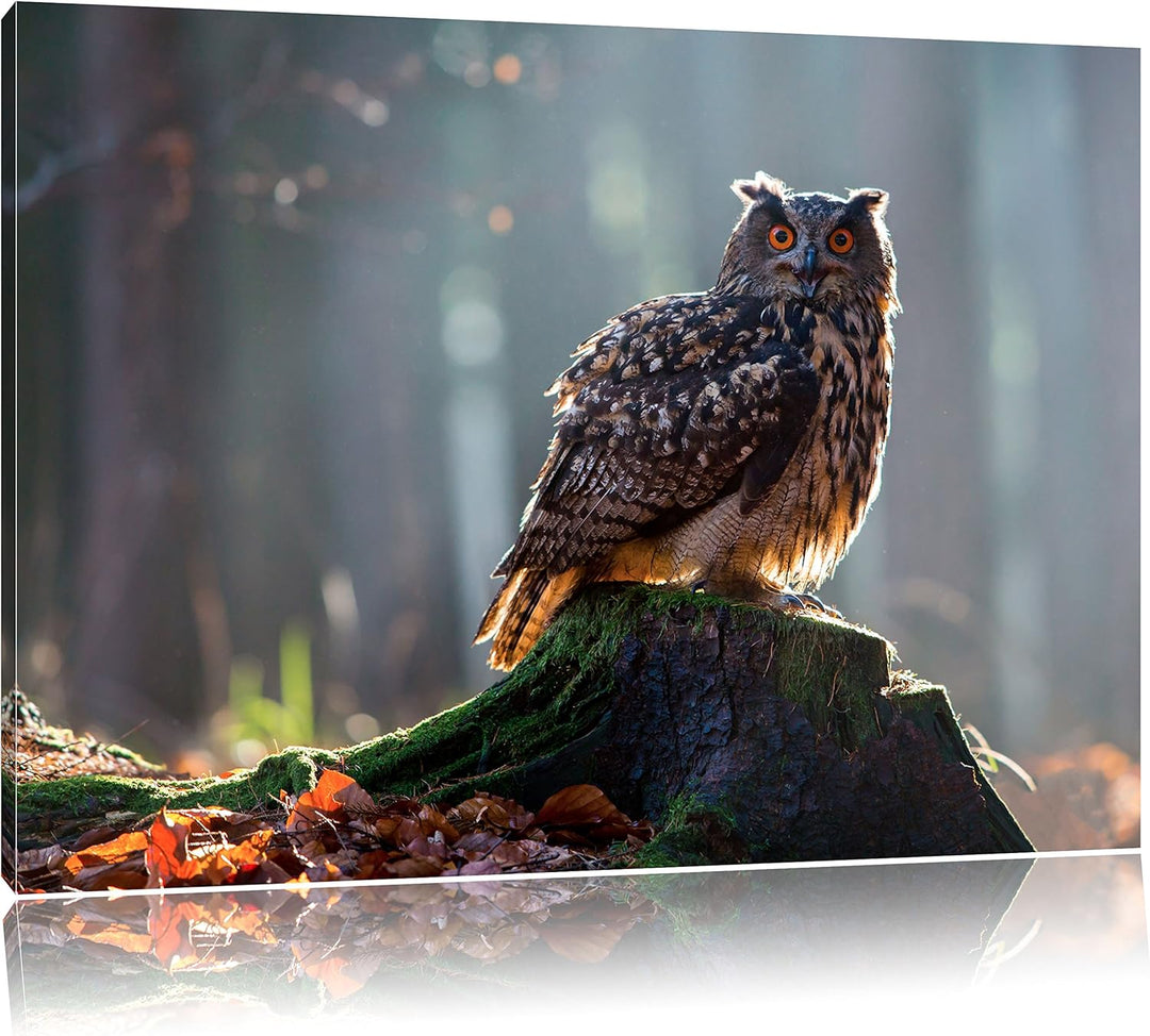 Pixxprint die Eule auf dem Baumstamm als Leinwandbild/Grösse: 100x70 cm/Wandbild/Kunstdruck/fertig b