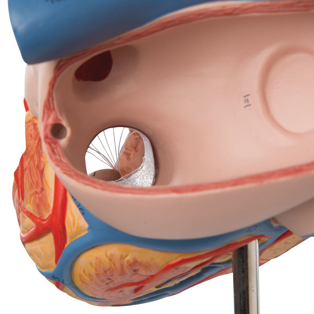 3B Scientific Menschliche Anatomie - Herzmodell, 2-fache Grösse, 4-teilig + kostenlose Anatomie App