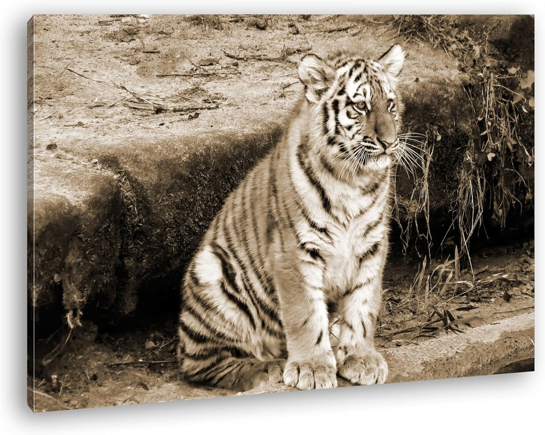 deyoli niedliches Tiger Jungtier Format: 80x60 Effekt: Sepia als Leinwandbild, Motiv fertig gerahmt