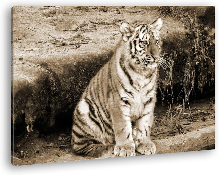 deyoli niedliches Tiger Jungtier Format: 80x60 Effekt: Sepia als Leinwandbild, Motiv fertig gerahmt