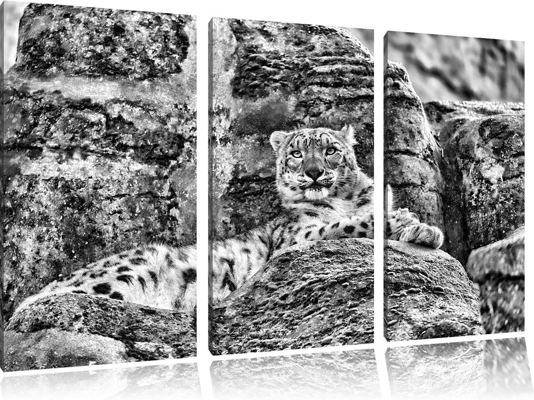 Pixxprint Schneeleopard auf Stein als Leinwandbild/Grösse: 3 Teilig (120x80) cm/Wandbild/Kunstdruck/