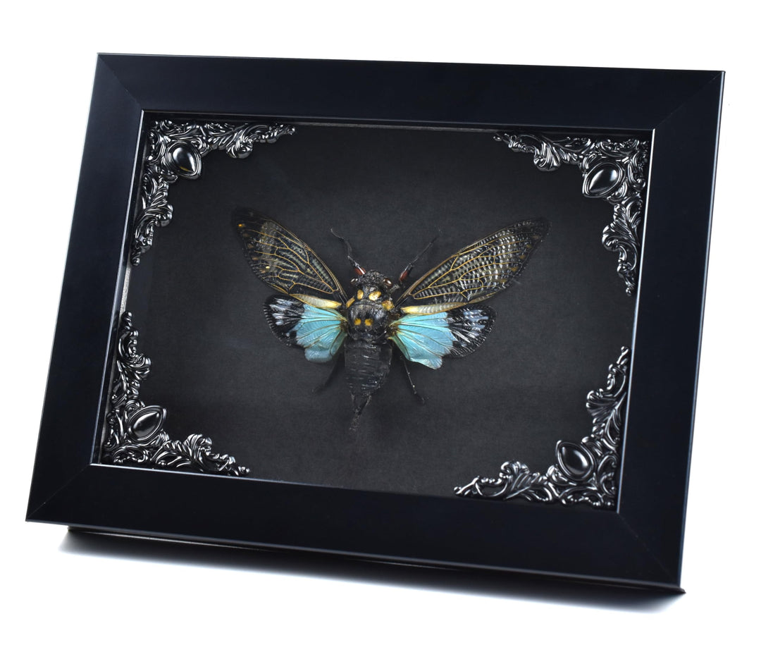Zikade Blaue Flügel Insekt in Gothic Shadow Box Frame |Gothic Taxidermy | Hexe &amp; Zauberer Dekoration