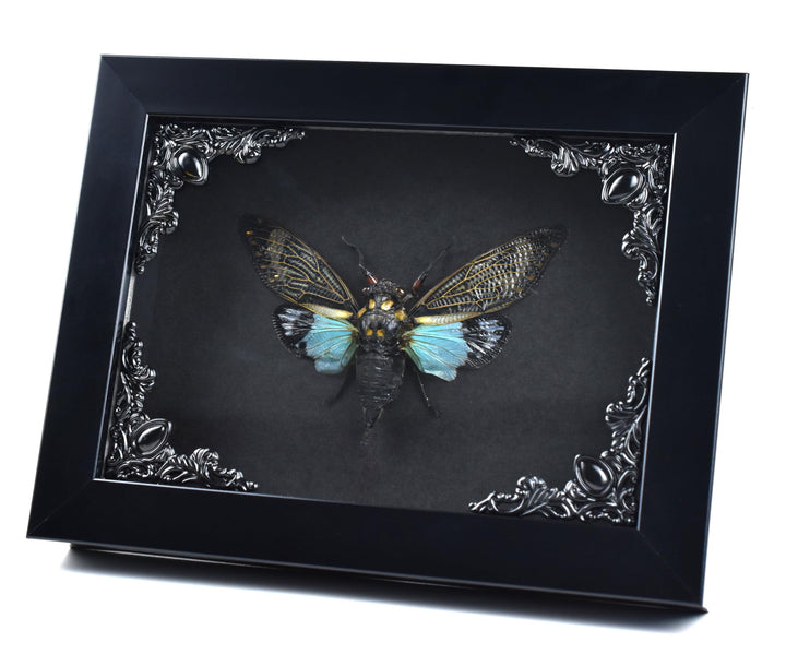 Zikade Blaue Flügel Insekt in Gothic Shadow Box Frame |Gothic Taxidermy | Hexe &amp; Zauberer Dekoration