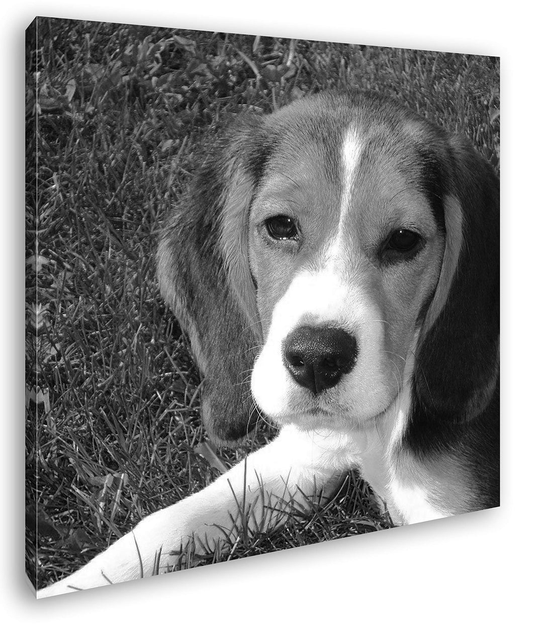 deyoli niedlicher Kleiner Hund Format: 60x60 Effekt: Schwarz&Weiss als Leinwandbild, Motiv fertig ge