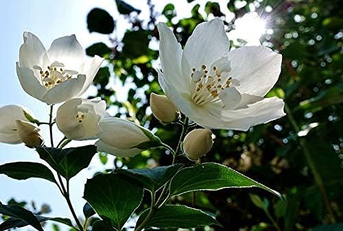 Dufte Momente | Whirlpool Duft 500ml | Jasmin | mit naturreinen und natürlichen ätherischen Ölen | k