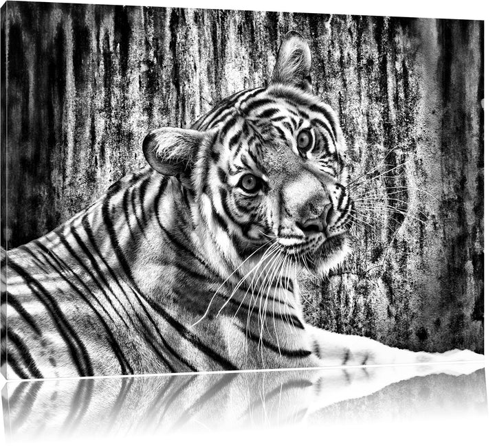 Pixxprint Neugieriger Tiger als Leinwandbild/Grösse: 100x70 cm/Wandbild/Kunstdruck/fertig bespannt,