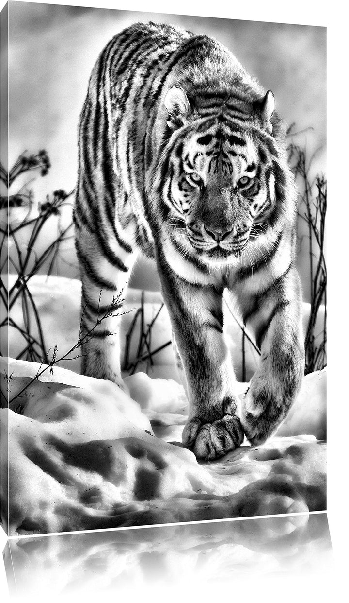 Pixxprint Tiger im Schnee als Leinwandbild/Grösse: 100x70 / Wandbild/Kunstdruck/fertig bespannt, 100