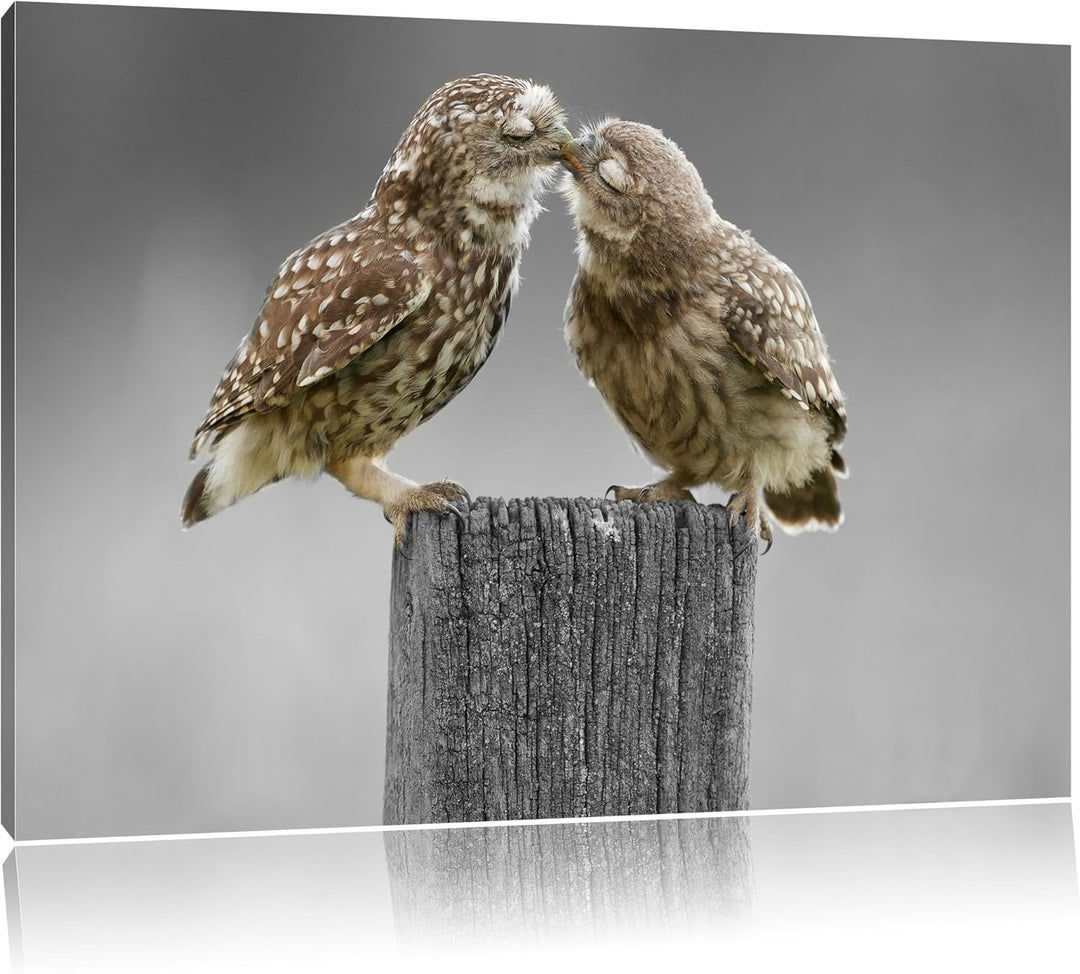 Küssende Eulen B&W Detail, Format: 100x70 auf Leinwand, XXL riesige Bilder fertig gerahmt mit Keilra