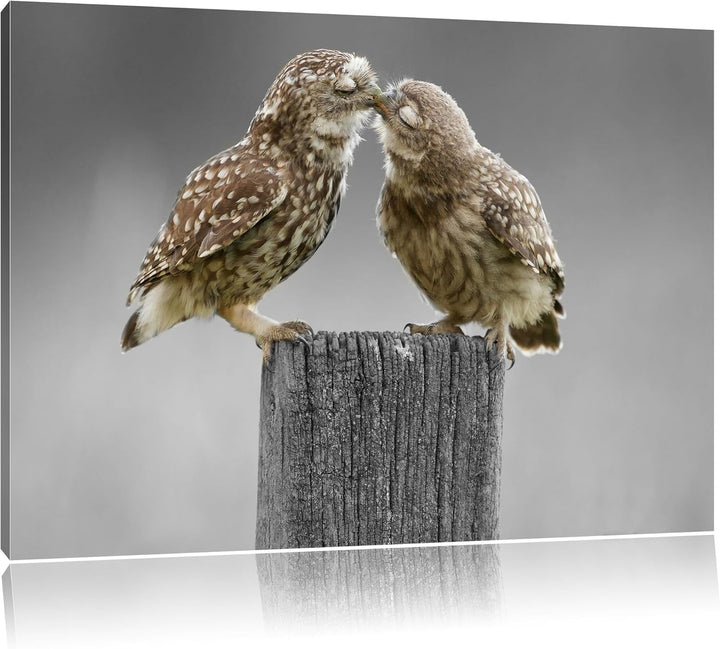 Küssende Eulen B&W Detail, Format: 100x70 auf Leinwand, XXL riesige Bilder fertig gerahmt mit Keilra