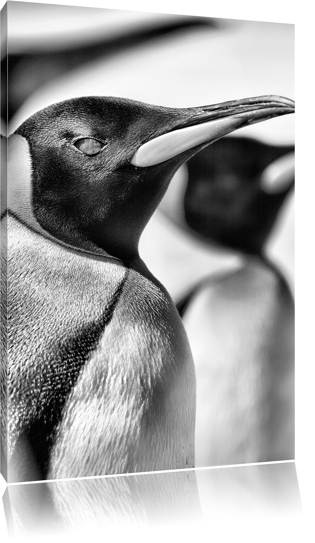 Monocrome, Pinguine, Format: 100x70 auf Leinwand, XXL riesige Bilder fertig gerahmt mit Keilrahmen,