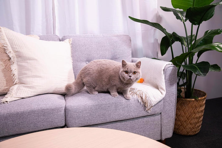Sanicat – Pflanzliche Klumpstreu Natura Activa 100 % Green | Hohe Absorption und natürliche Klumpenb