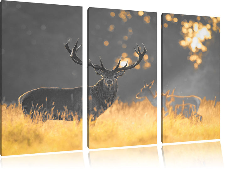Pixxprint Rotwild im goldenen Morgenlicht als Leinwandbild/Grösse: 3 Teilig (120x80 cm) cm/Wandbild/