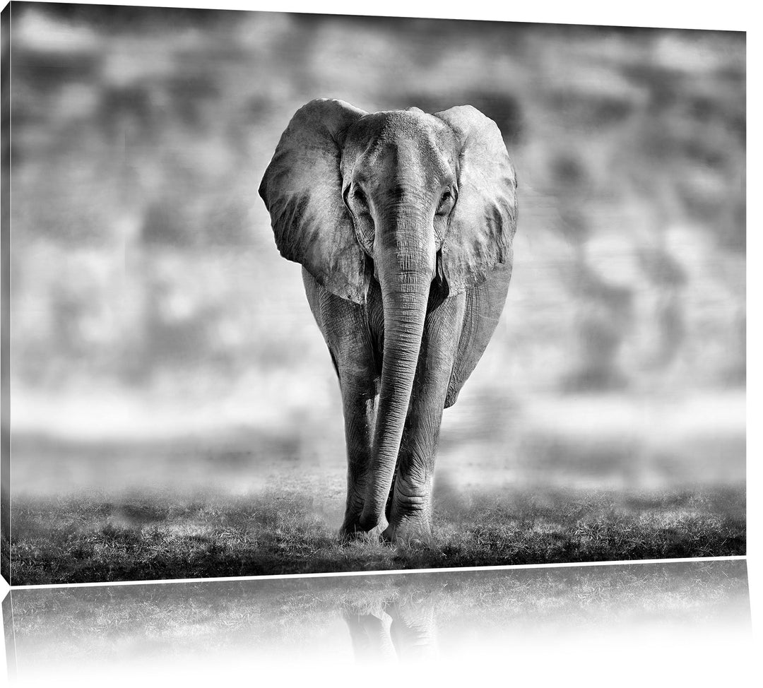 Pixxprint Einsamer Elefant Schwarz-Weiss als Leinwandbild/Grösse: 100x70 cm/Wandbild/Kunstdruck/fert