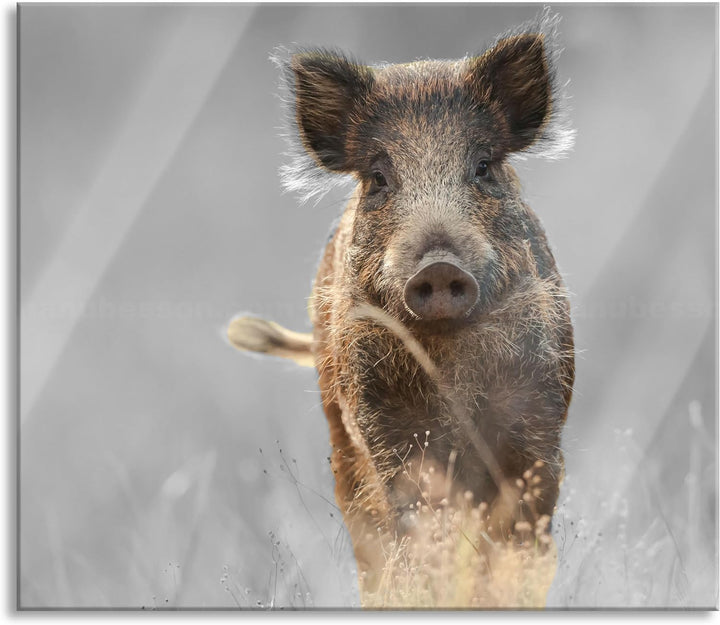 Neugieriges Wildschwein auf einem Feld B&W Detail Herdabdeckplatte & Spritzschutz aus Echtglas | Für