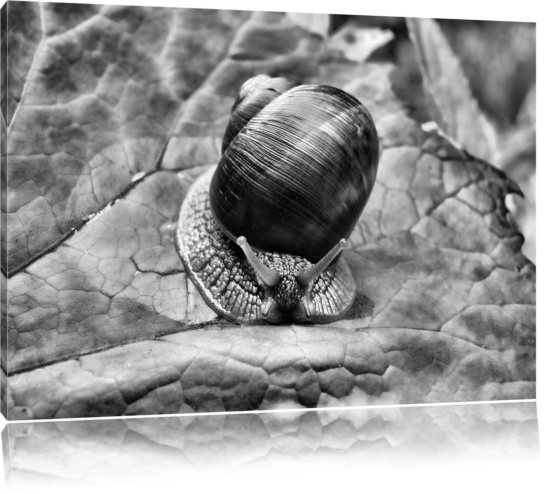 Pixxprint kleine Schnecke mit Schneckenhaus als Leinwandbild/Grösse: 100x70 cm/Wandbild/Kunstdruck/f