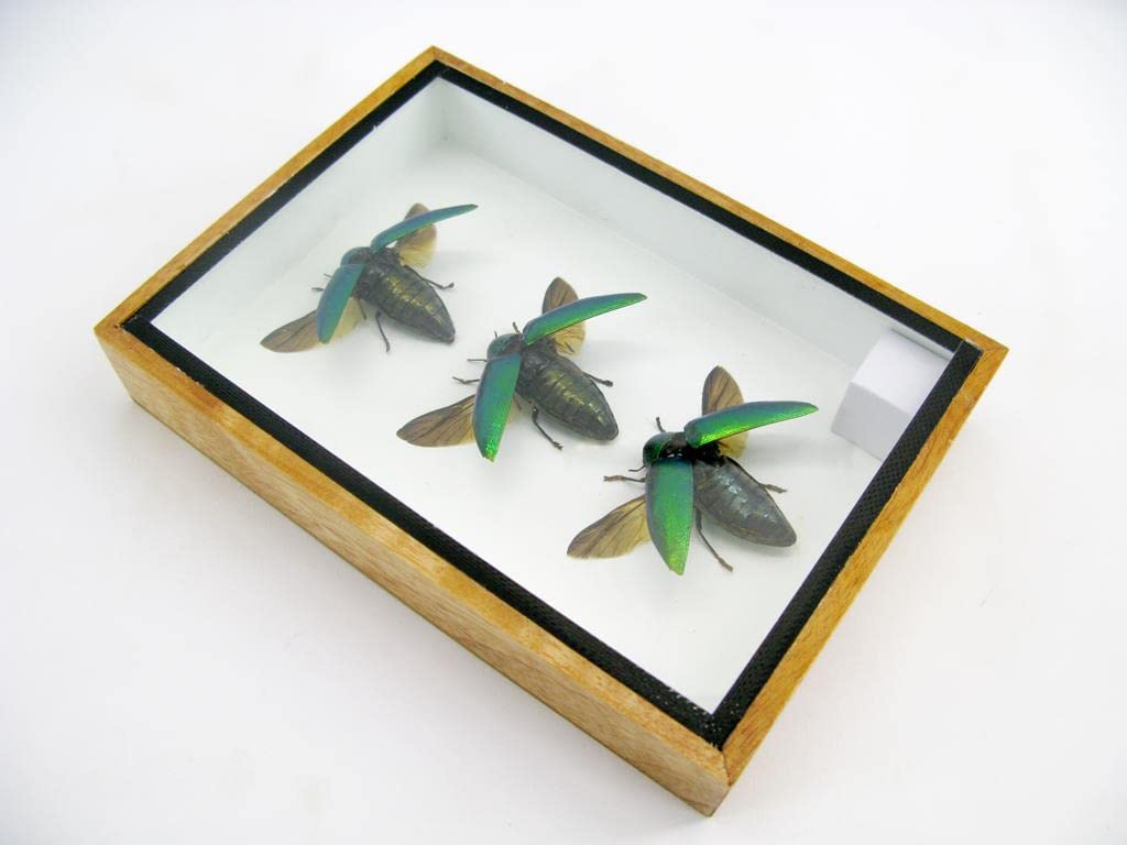 Echte exotische riesige Käfer, Insekten und Krabbler im Schaukasten - Insekten - Taxidermie (3 Stern
