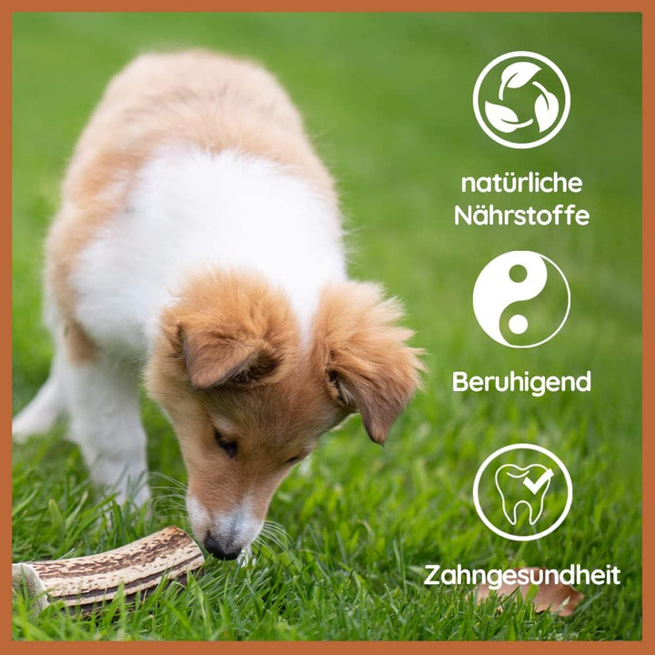 Geweihe für Hunde, Kaustangen Hund, Kauspielzeug Hund, Hunde Kauartikel - Salmon Hirschgeweih für Hu