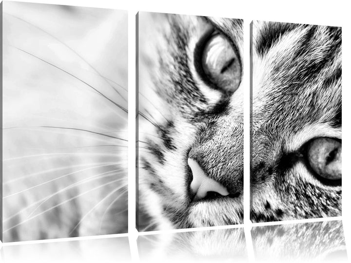 Pixxprint Grosse Katzenaugen als Leinwandbild | Grösse: 3 Teilig (120x80) | Wandbild| Kunstdruck | f
