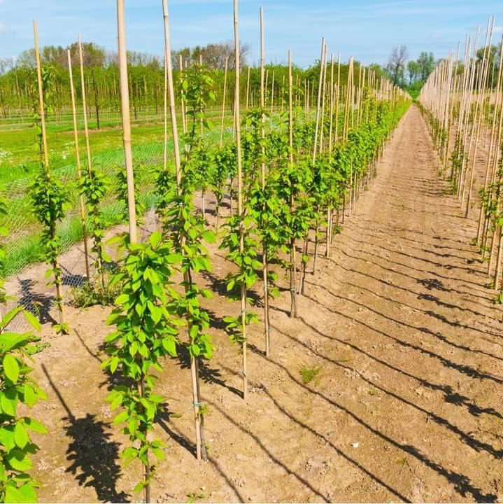 DIXIE STORE Bambusstäbe - Bambusstangen Set Blumenstützen - Robuste Pflanzenstäben aus Bambus 150 cm