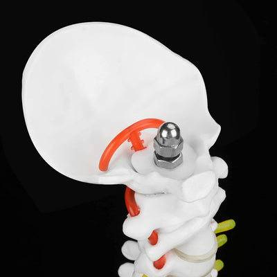 Wirbelsäule Modell, Wissenschaftliches Menschliches Wirbelsäulenmodell 45 cm Lebensgrosses Abnehmbar
