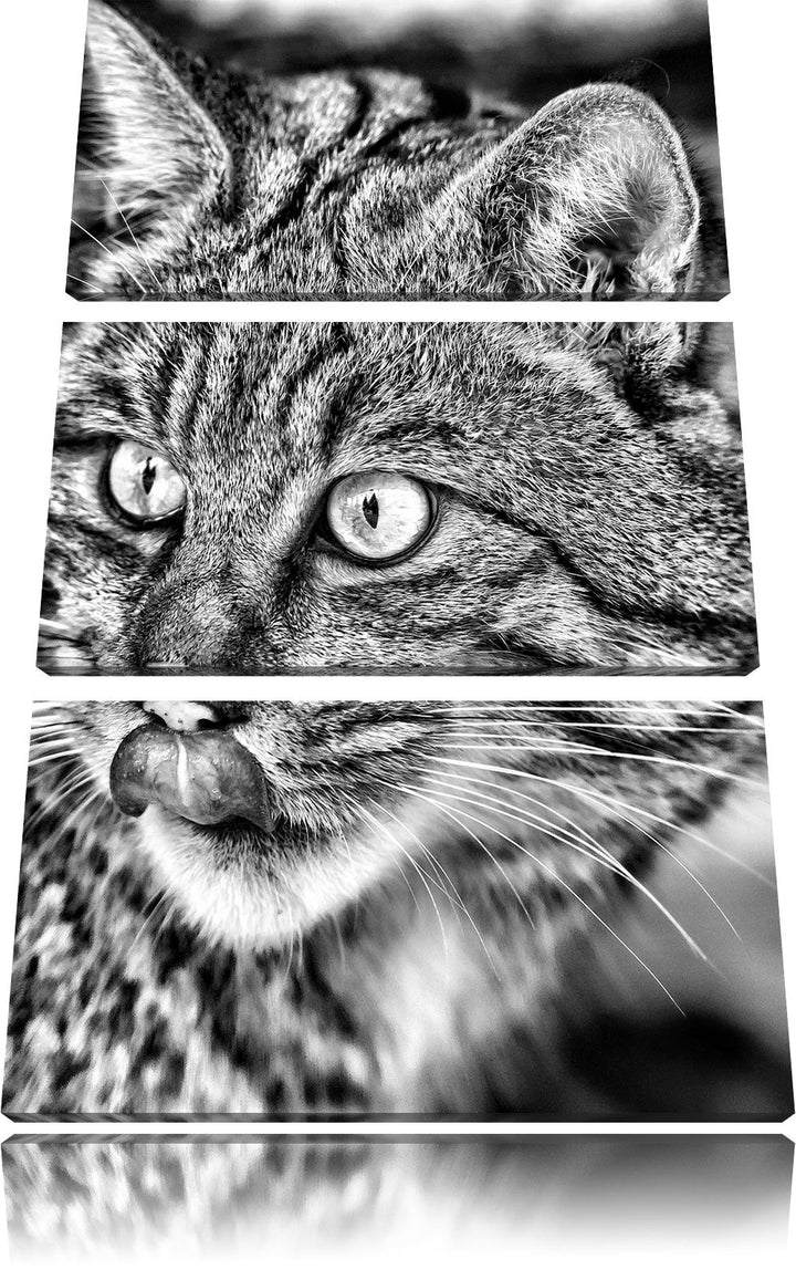 Pixxprint schöne Manul in Schneelandschaft als Leinwandbild/Grösse: 3 Teilig (120x80) cm/Wandbild/Ku