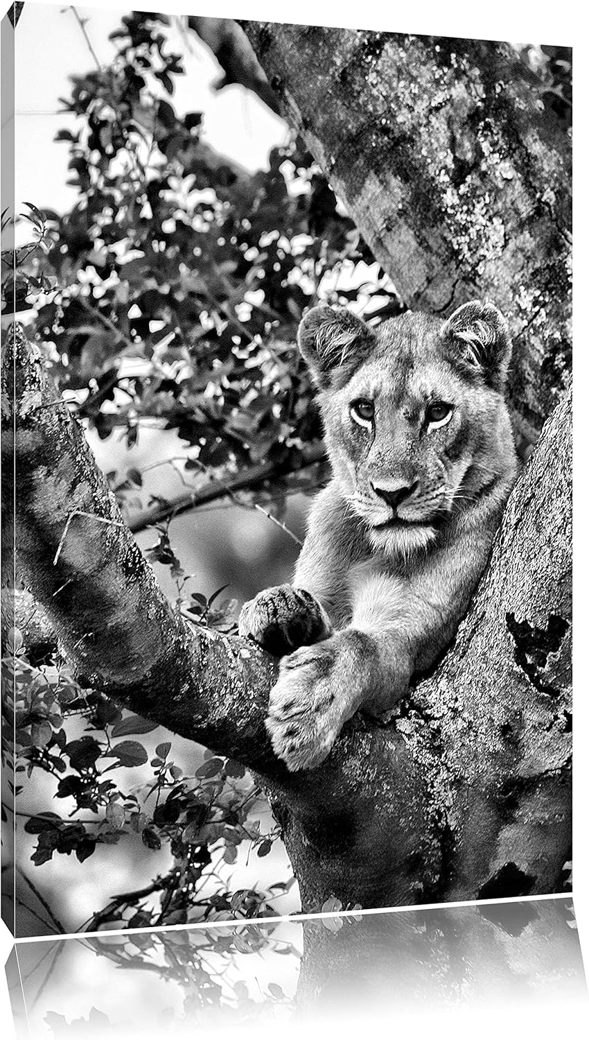 Pixxprint schöne Löwin auf Baum als Leinwandbild/Grösse: 100x70 / Wandbild/Kunstdruck/fertig bespann