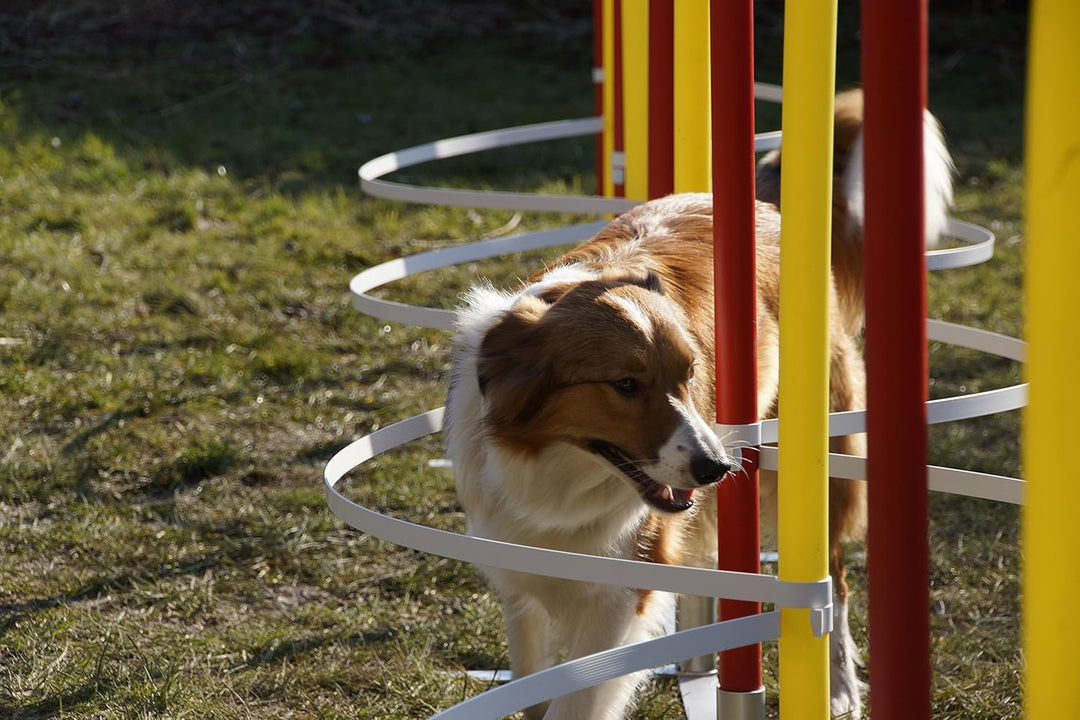 Agility-SLALOMBÖGEN/TRAININGSBÖGEN FÜR SLALOMSTANGEN-Durchmesser 35mm - 37mm, OHNE STANGEN!