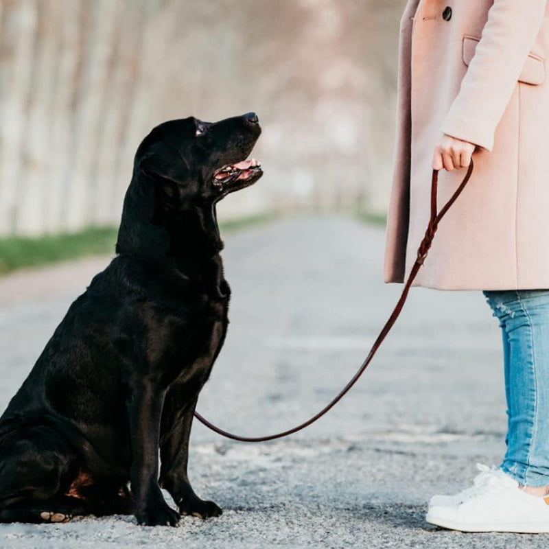 Leder Hundeleine Hundeführleine Lederleine Hund Weiches Leder Hundehalsband & Leine in geflochtenen