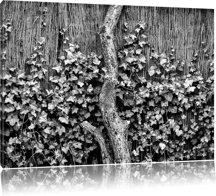 Pixxprint Efeuranke an einem Alten Zaun als Leinwandbild/Grösse: 100x70 cm/Wandbild/Kunstdruck/ferti